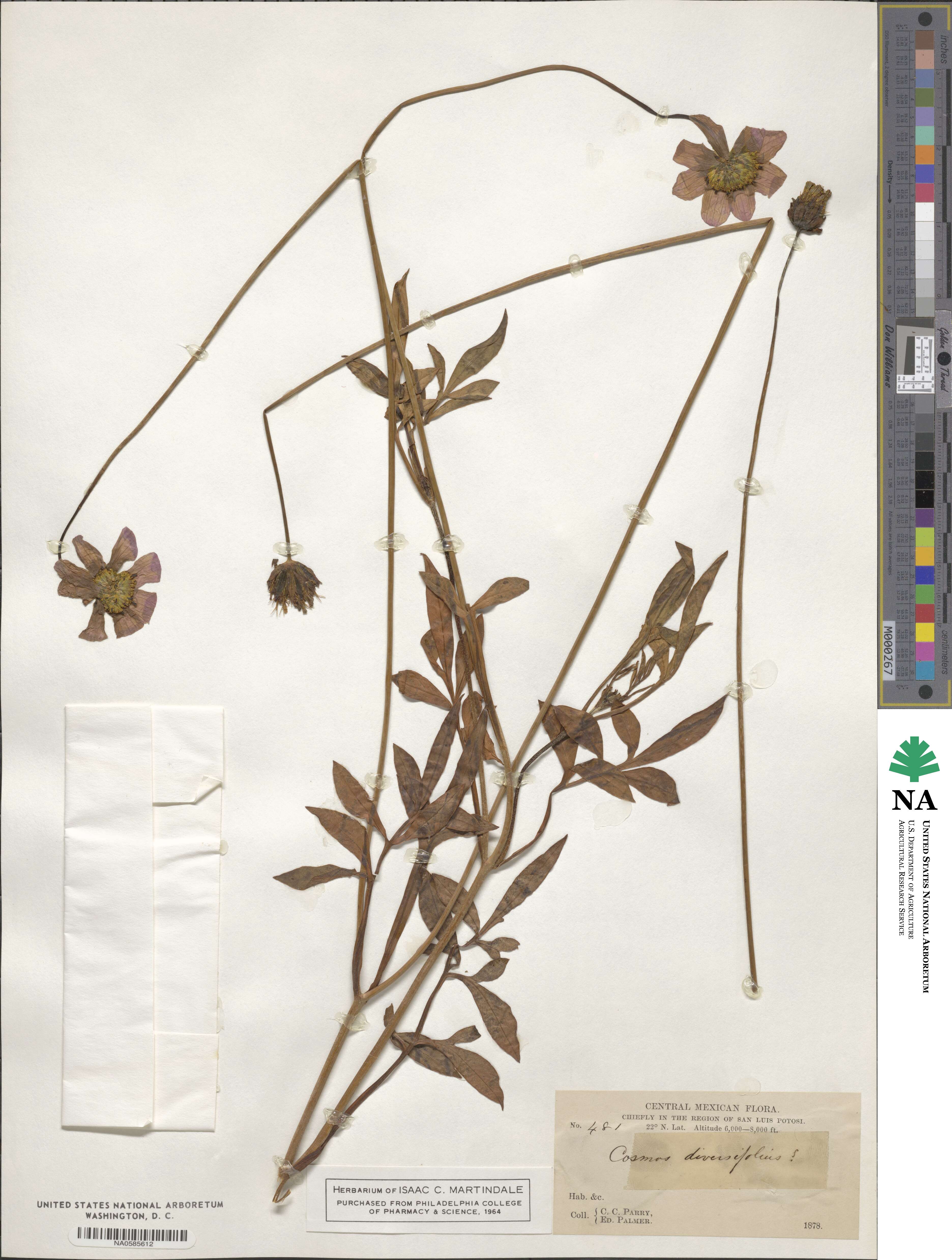Cosmos diversifolius image