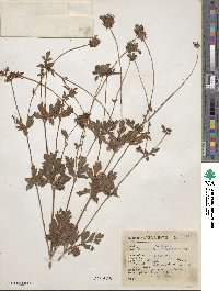 Cosmos diversifolius image