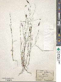 Bidens rostrata image