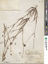 Cosmos linearifolius image