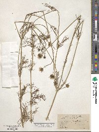 Cosmos parviflorus image