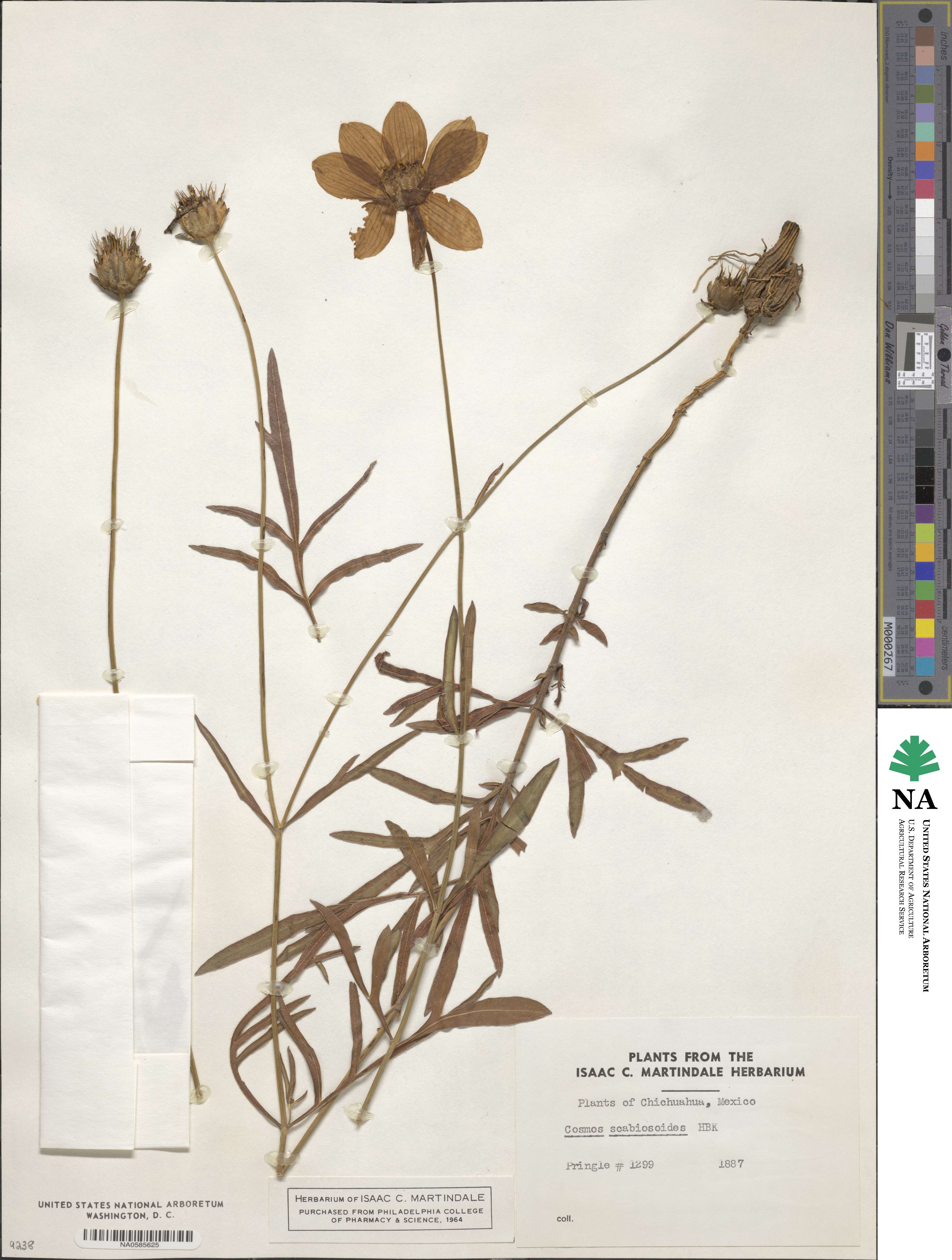 Cosmos scabiosoides image