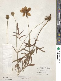 Image of Cosmos scabiosoides