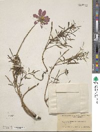 Image of Cosmos peucedanifolius