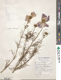 Cosmos bipinnatus image