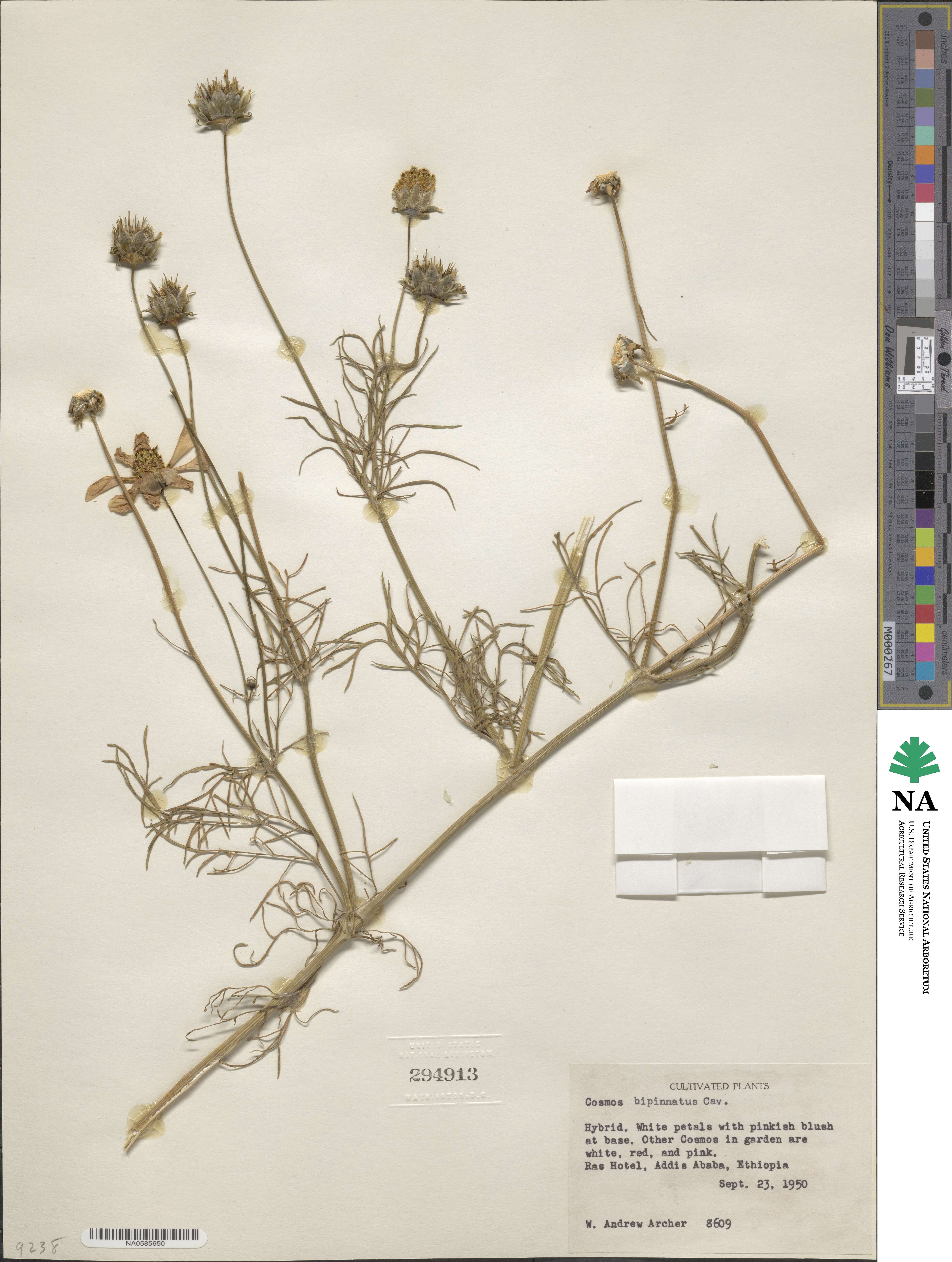 Cosmos bipinnatus image
