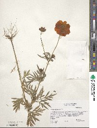 Cosmos sulphureus image