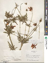 Cosmos sulphureus image