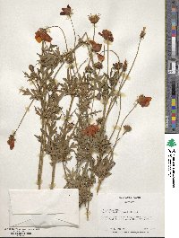 Cosmos sulphureus image