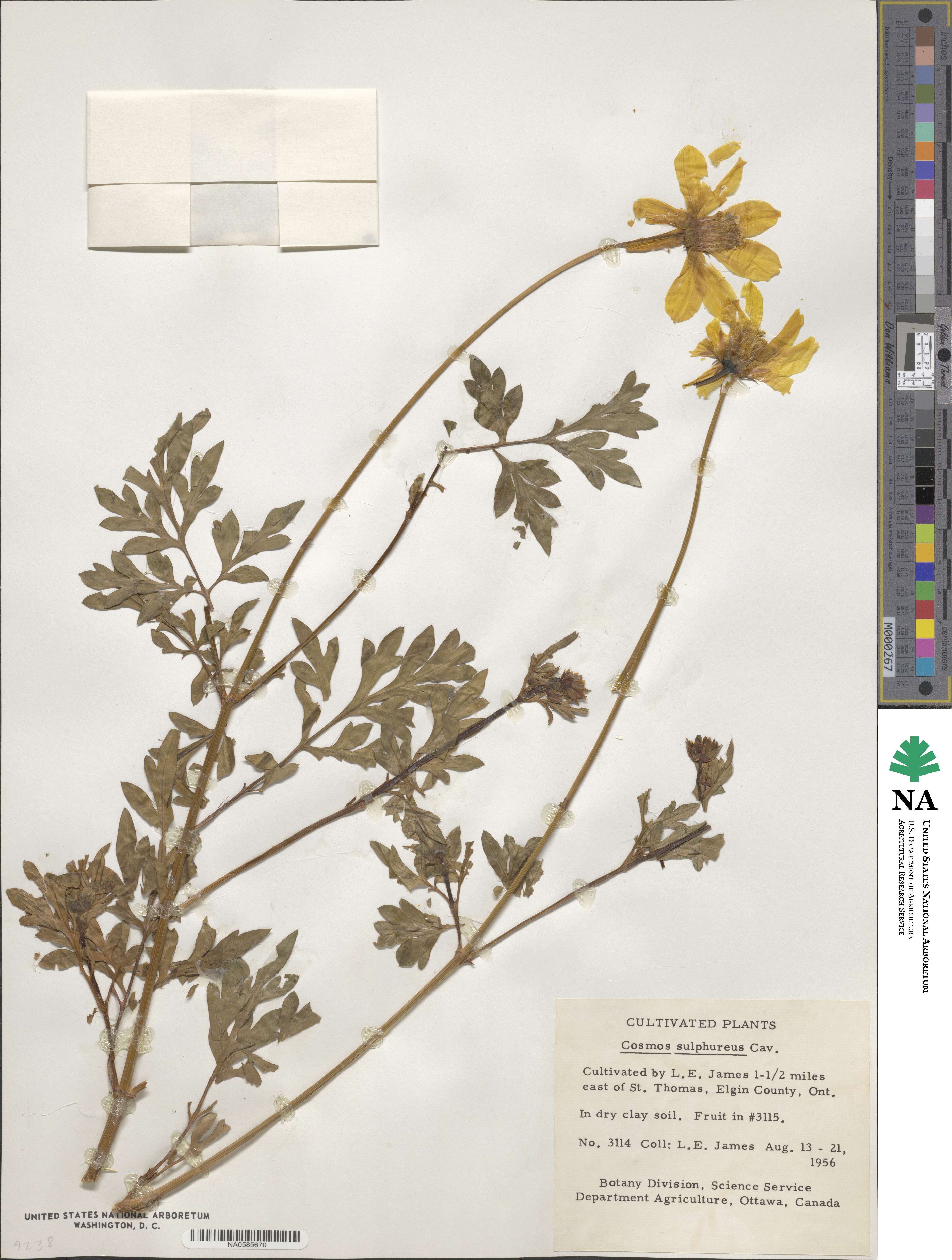 Cosmos sulphureus image