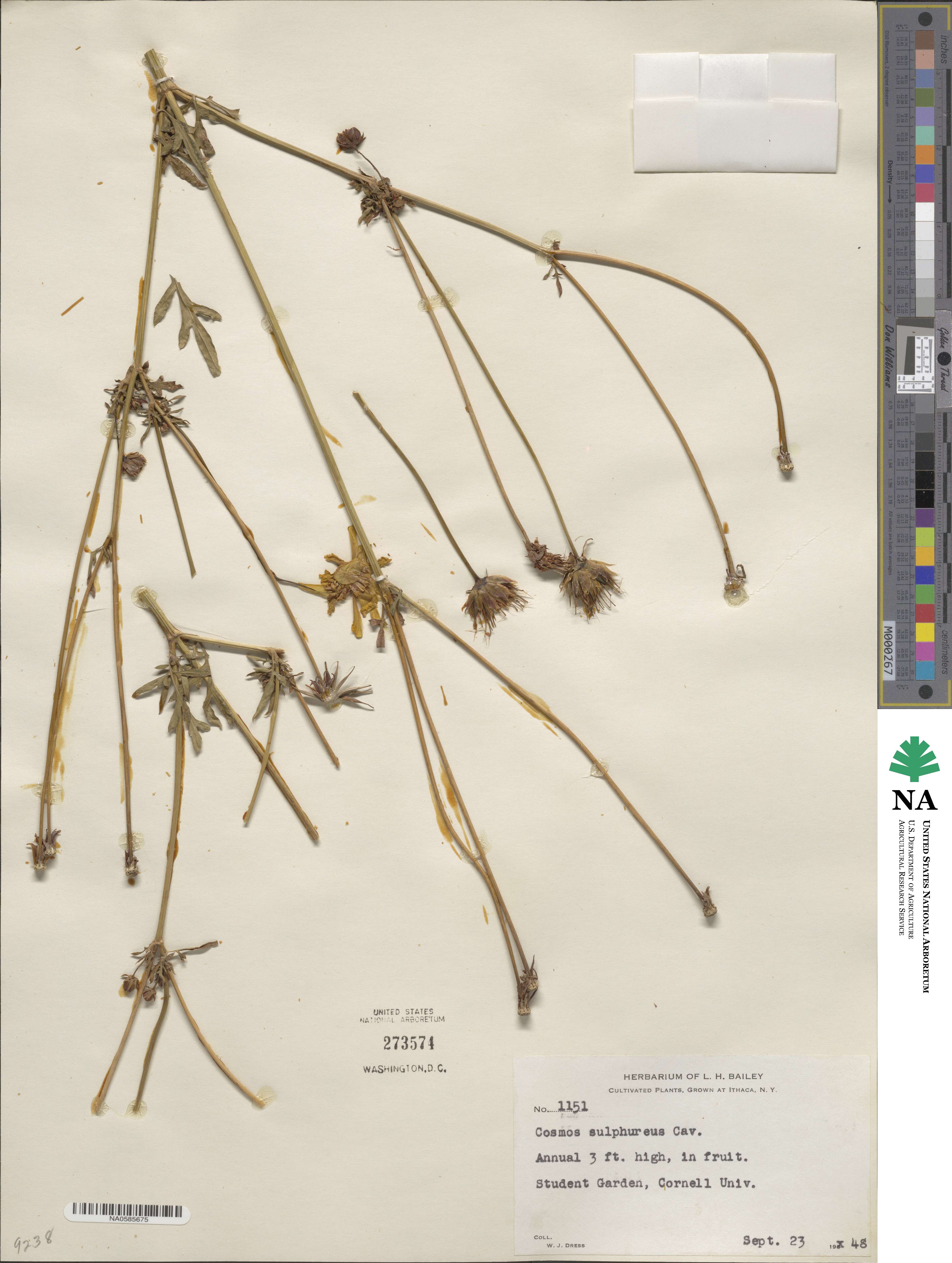 Cosmos sulphureus image