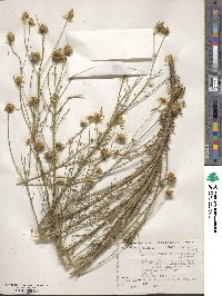 Balduina angustifolia image