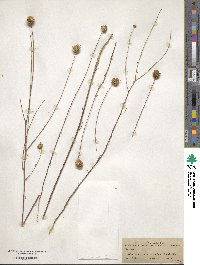 Balduina angustifolia image