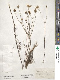 Balduina angustifolia image