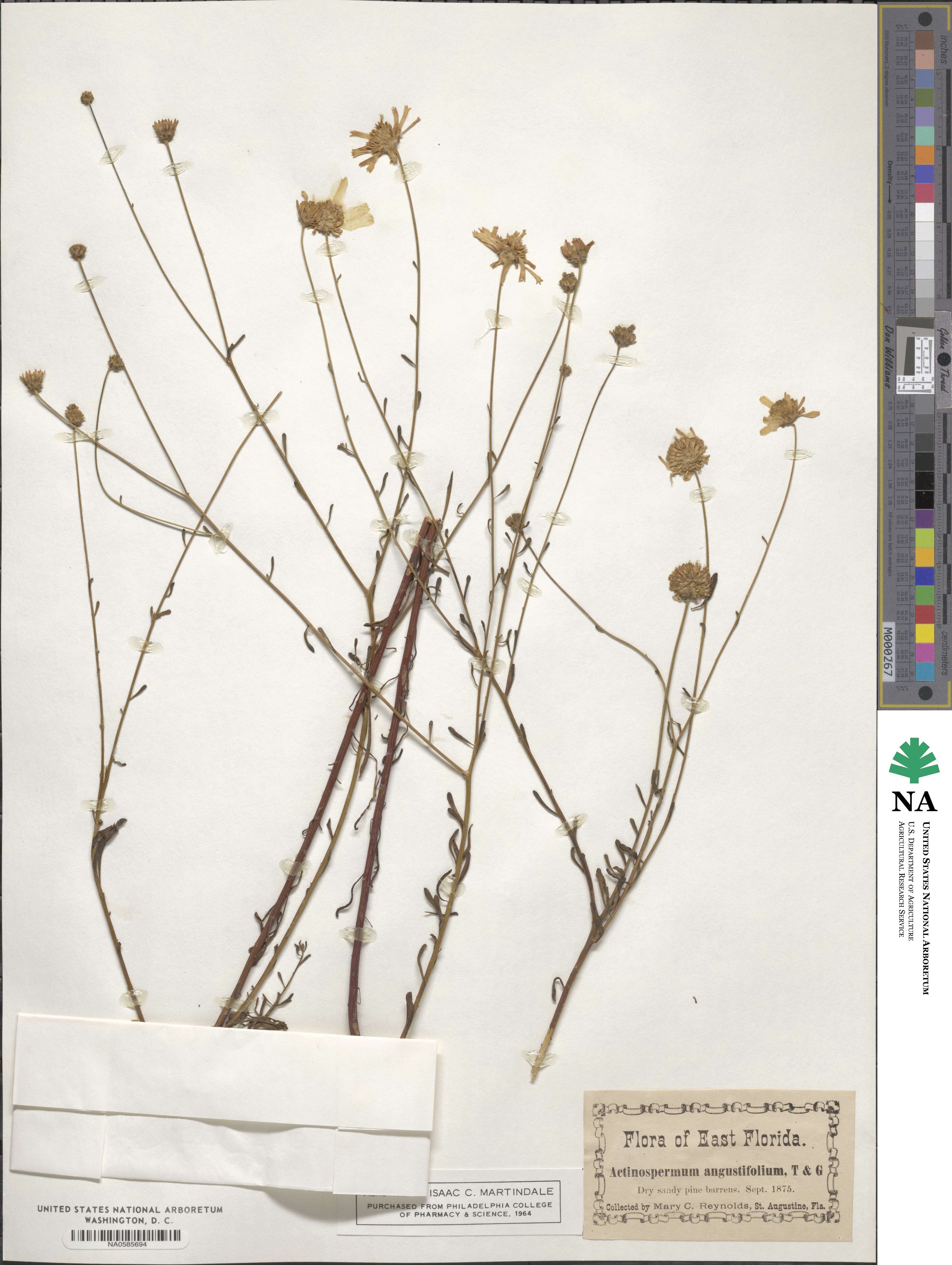 Balduina angustifolia image