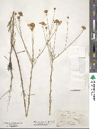 Balduina angustifolia image