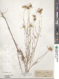 Balduina angustifolia image