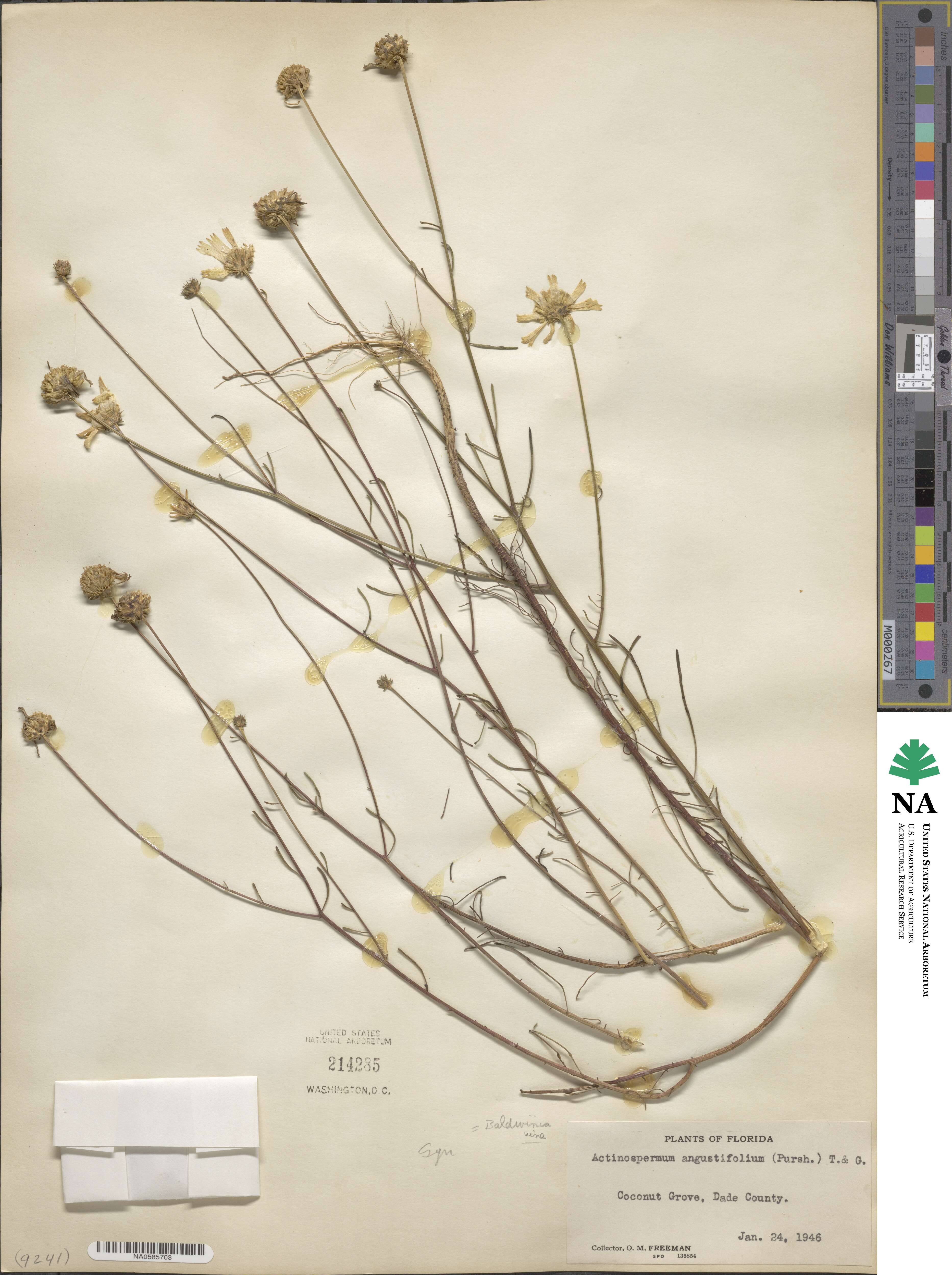 Balduina angustifolia image