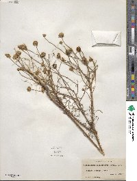 Balduina angustifolia image