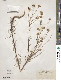 Balduina angustifolia image