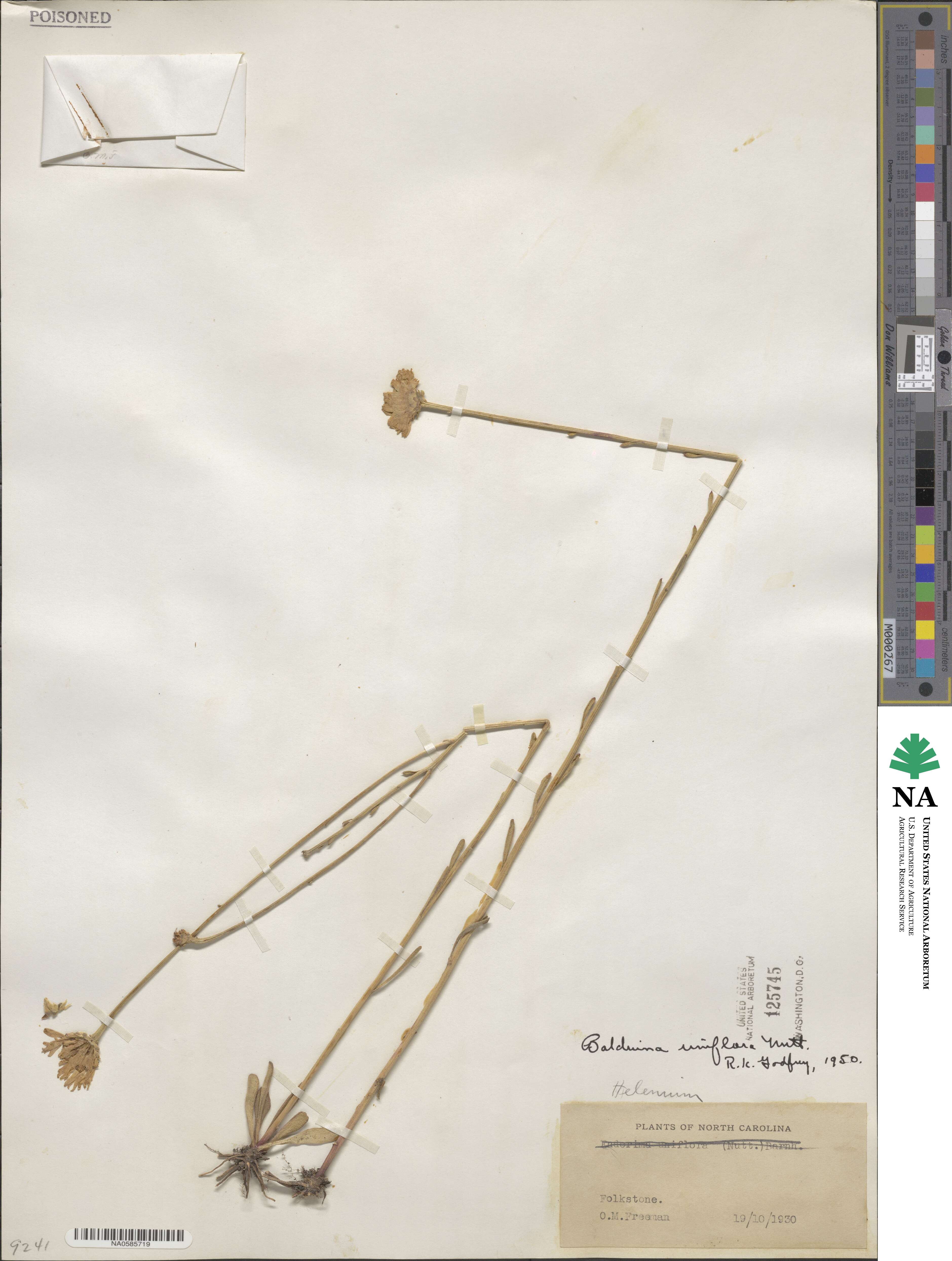Balduina uniflora image