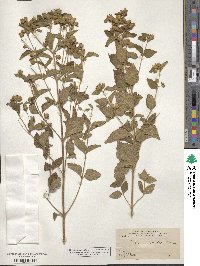 Calea ternifolia image