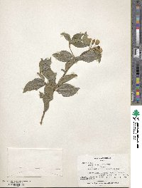 Calea jamaicensis image