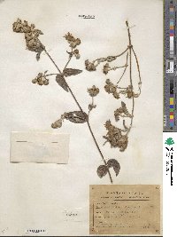 Alloispermum scabrifolium image