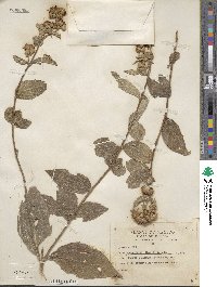 Alloispermum scabrifolium image