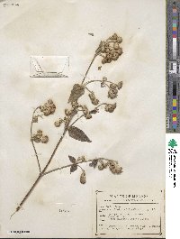 Alloispermum scabrifolium image