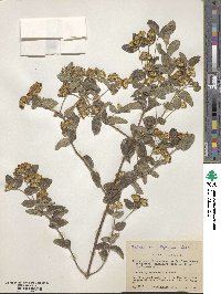 Image of Calea sessiliflora