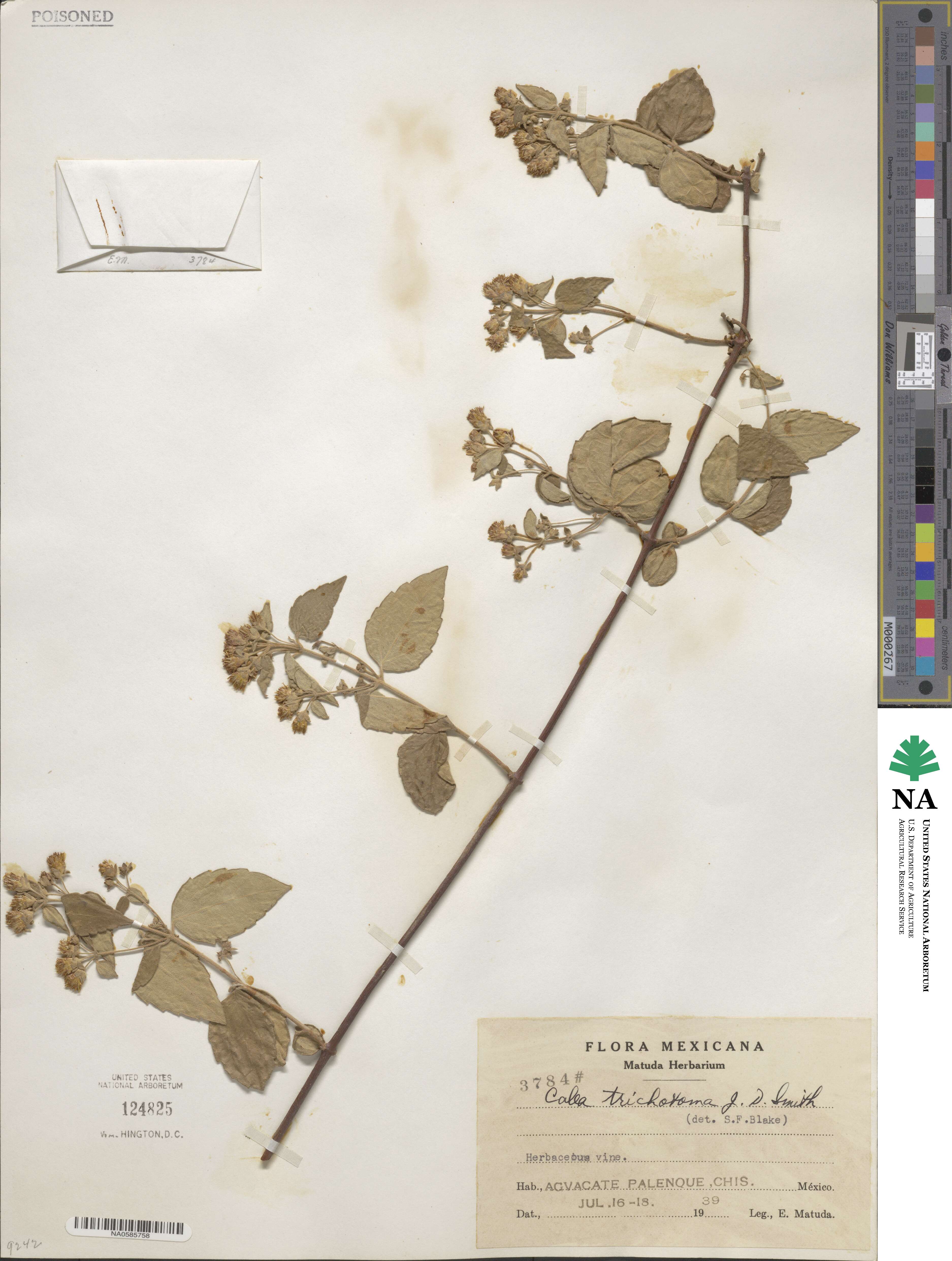 Calea trichotoma image