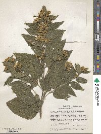 Image of Calea urticifolia