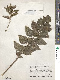 Calea urticifolia image