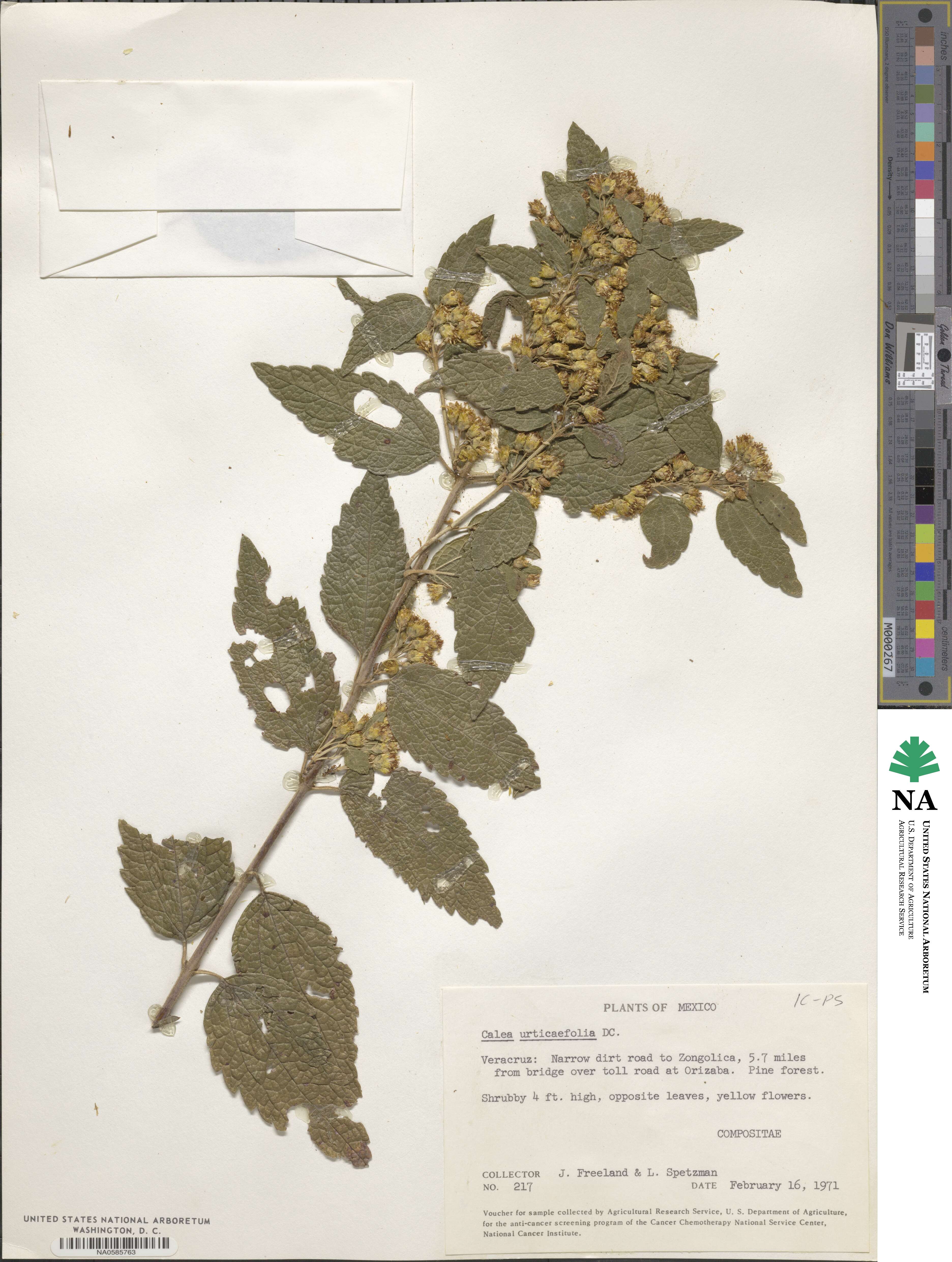 Calea urticifolia image