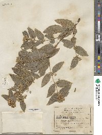 Calea urticifolia image