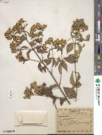 Calea ternifolia image