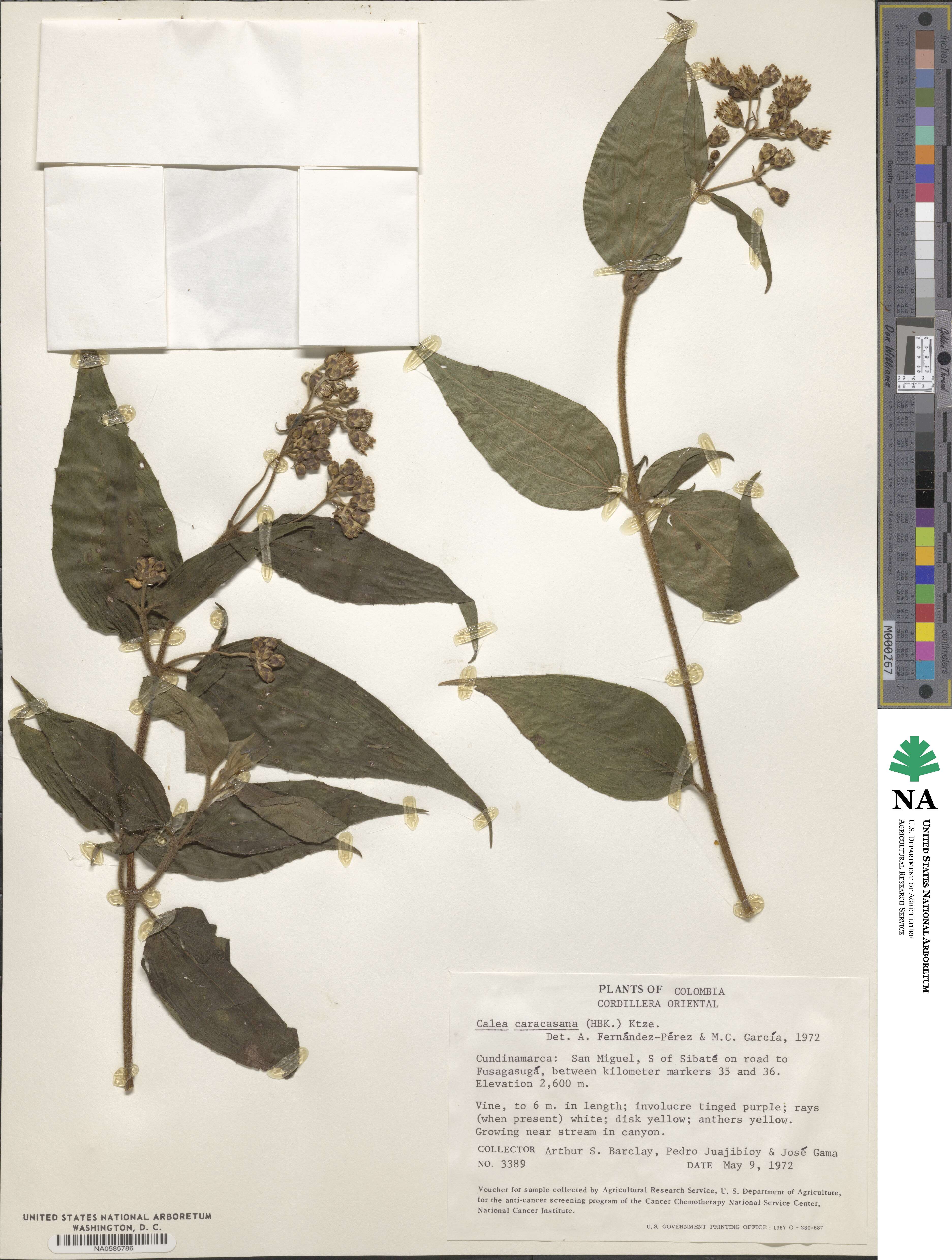 Alloispermum caracasanum image