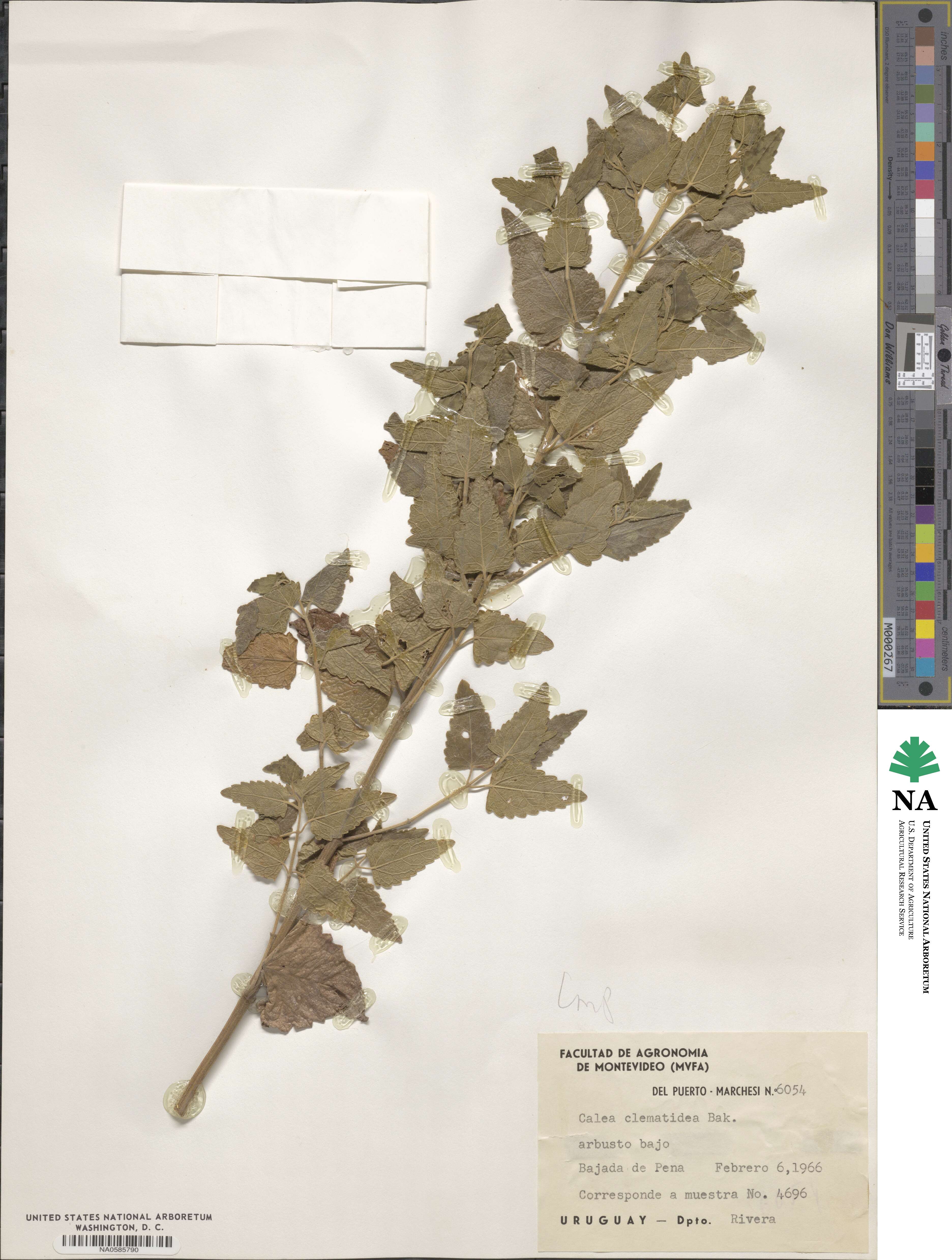 Calea clematidea image