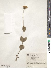 Image of Calea cuneifolia