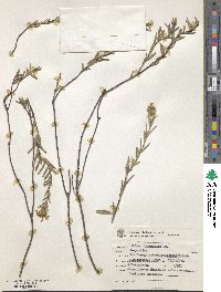 Image of Calea longifolia