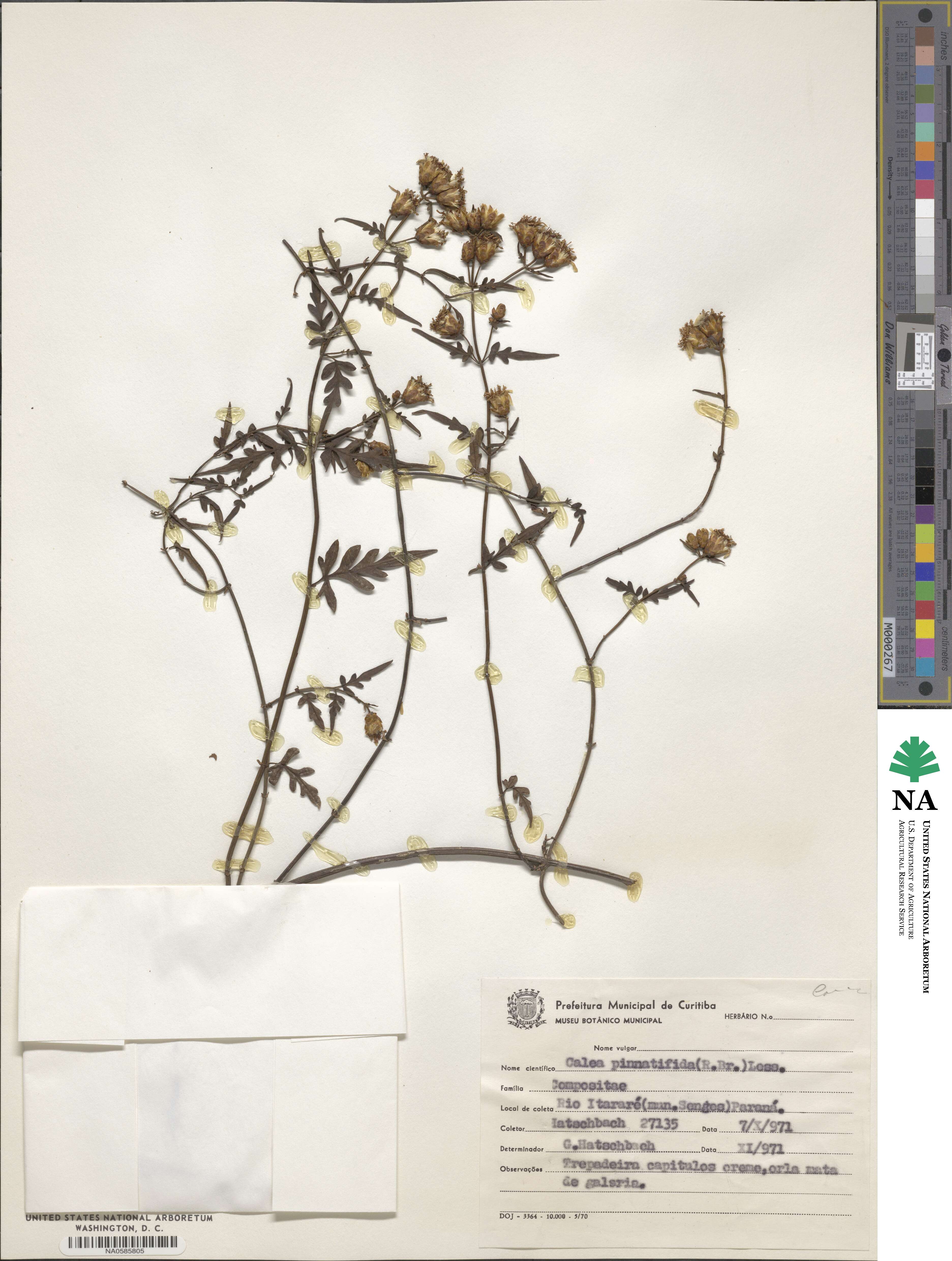 Calea pinnatifida image