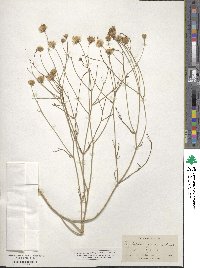 Bebbia juncea image