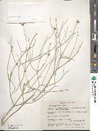 Bebbia juncea image