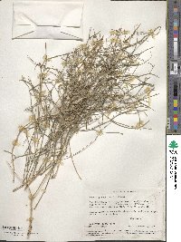 Bebbia juncea image