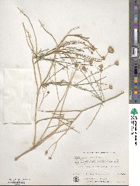 Bebbia juncea image