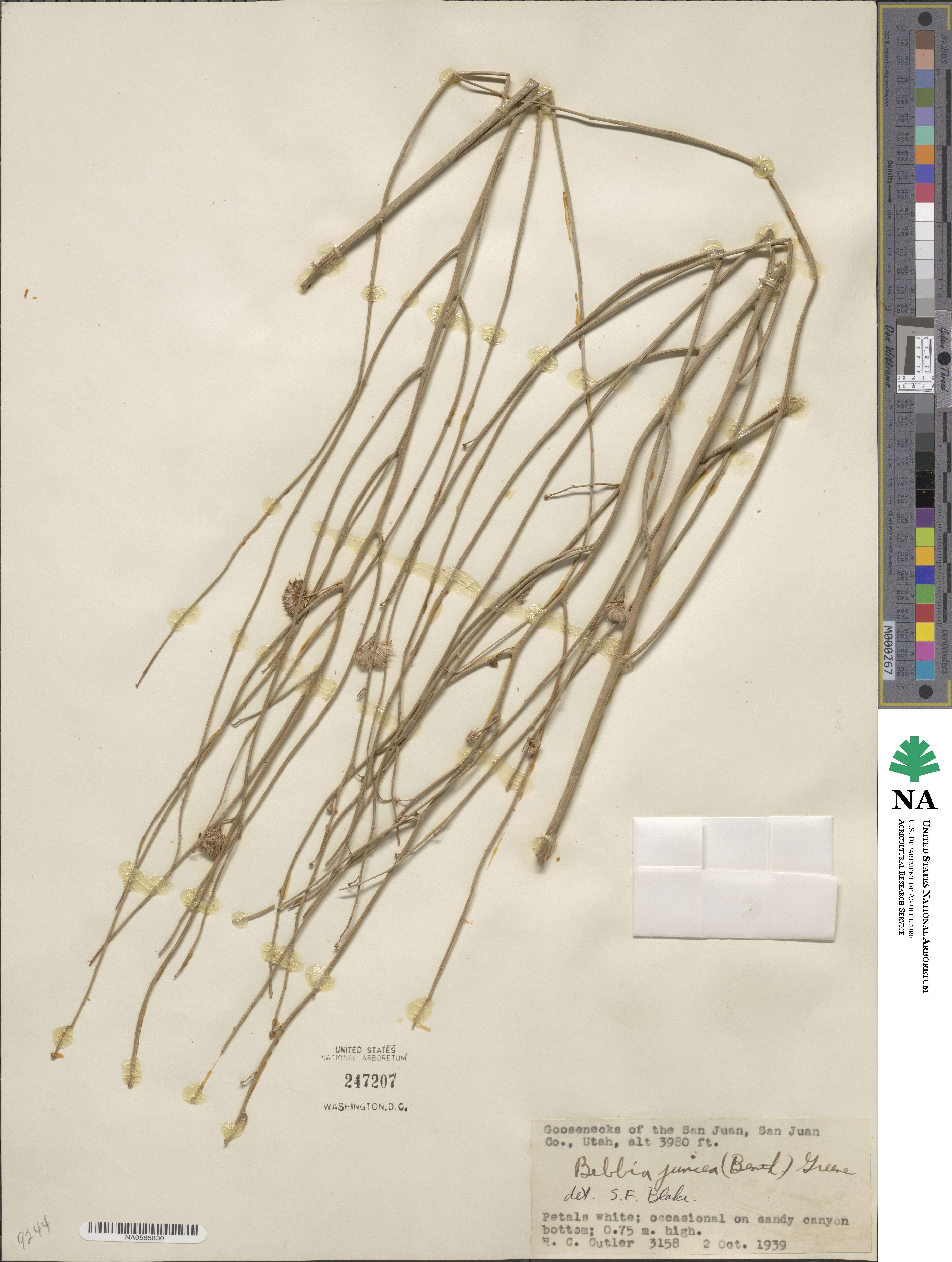 Bebbia juncea image
