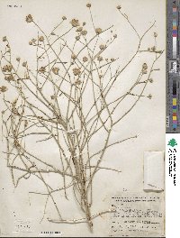 Bebbia juncea var. aspera image