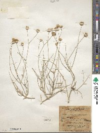 Bebbia juncea var. aspera image