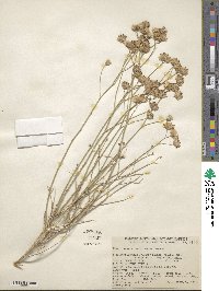 Bebbia juncea var. aspera image